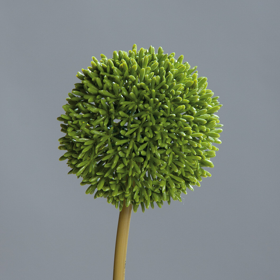Allium Blumen knstlich kaufen | Seidenblumen.Shop