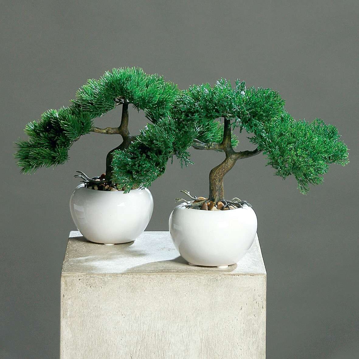 Bonsai im weien Keramik Topf | SBS | Seidenblumen.Shop
