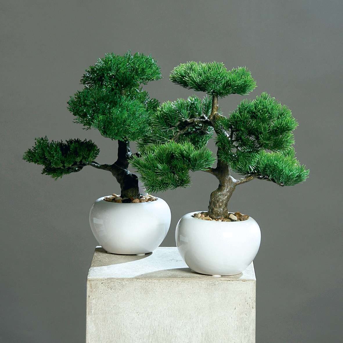 Bonsai im weien Keramik Topf | SBS | Seidenblumen.Shop