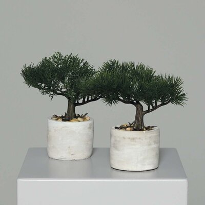 Bonsai im Zement-Gefäß Bild 2