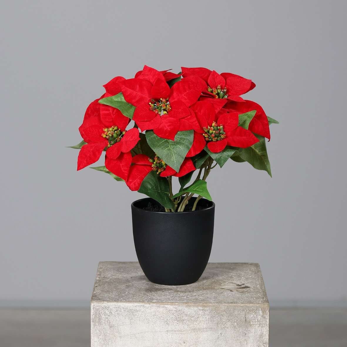 Weihnachtsstern Poinsettia im Topf | SBS | Seidenblumen.Shop