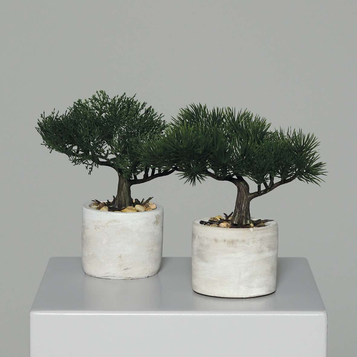 evergreen bonsai tree Juniper Bonsai Tree – Live Cold-Hardy Bonsai in Ceramic Planter main image 1