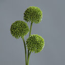 Allium 3 Blüten 46 cm, grün