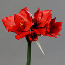 Amaryllis künstlich Rot 56 cm
