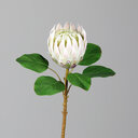 Protea Pflanze Kunstblume 71 cm, weiß-rosa