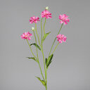 Cosmea mit 5 Blüten 70 cm, pink
