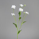 Cosmea mit 5 Blüten 70 cm, cream
